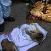 Улаанбаатар хот руу 29 ширхэг хөлдөөсөн тарвага нууцаар оруулахыг завджээ