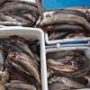 Хууль бусаар загас агнасан иргэнийг 970 мянган төгрөгөөр торгожээ