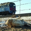 ЗЭРЛЭГ АМЬТДАД ЭЭЛТЭЙ ГАРЦ, ГАРАМ  БАЙГУУЛАХ СТАНДАРТАА ХЭРЭГЖҮҮЛЦГЭЭЕ