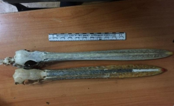 Хууль бусаар хотон шувууны хошуу борлуулж байсныг илрүүлжээ