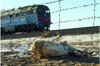 ЗЭРЛЭГ АМЬТДАД ЭЭЛТЭЙ ГАРЦ, ГАРАМ  БАЙГУУЛАХ СТАНДАРТАА ХЭРЭГЖҮҮЛЦГЭЭЕ