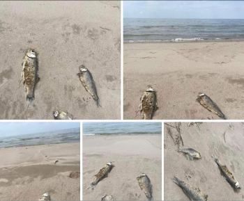 Буйр нуурын мөнгөлөг хэлтэг загас ихээр өвчилж, хорогджээ